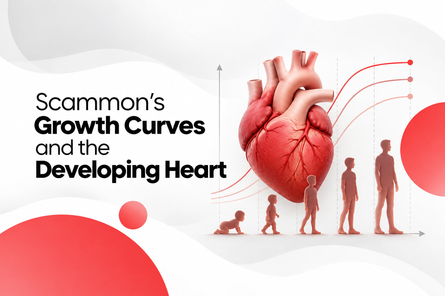 Scammon’s Growth Curves and the Developing Heart