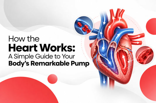 How the Heart Works: A Simple Guide to Your Body’s Remarkable Pump