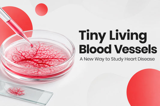 Scientists Create Tiny “Living Blood Vessels” to Better Study Heart Disease